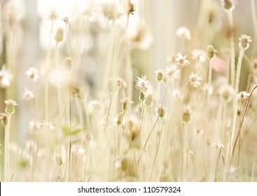 flower grass at relax morning time