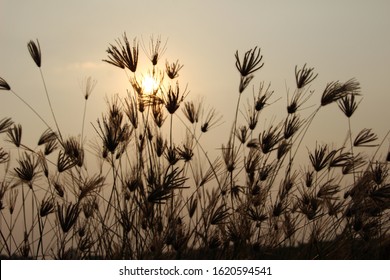 Flower grass in the sunset light. Colors Absract Background. sunset meadow for natural background.