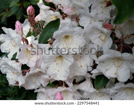  Flower of Great white rhododendron (Rhododendron fortunei decorum) or Great white rhododendron