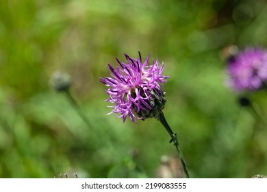 Flower Of A Greater Knapweed, Centaurea Scabiosa