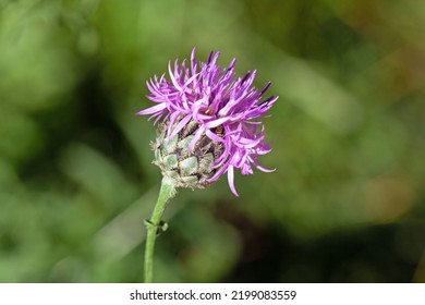 Flower Of A Greater Knapweed, Centaurea Scabiosa