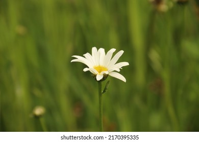 Flower with a green background - Shutterstock ID 2170395335