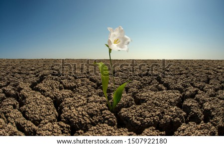 flower to grow out on droughty desert, horizontal photo