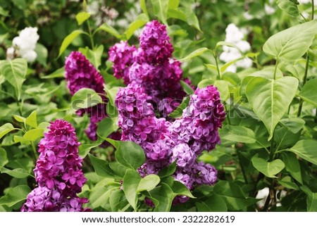 Flower Growers appreciate lilac Charles Jolie for its fragrant aroma and high decorative colors of a deep shade. Lilac flowers have a pronounced terry due to which they seem more fluffy