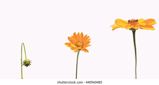 Flower-growing Images, Stock Photos & Vectors | Shutterstock