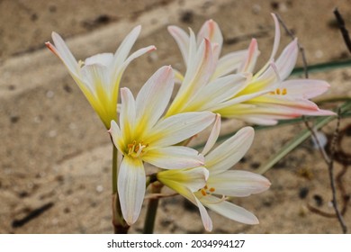 Flower Growing In The Desert Showing Resilience In A Harsh Environment, Close Up