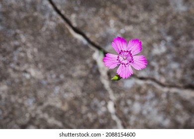 Flower growing on the rock, resilience and rebirth symbol

