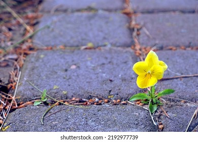 A Flower Growing Through Concrete