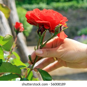 Hand Beautiful Holding Red Rose Images Stock Photos Vectors