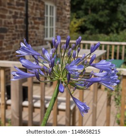 Flower Head Of An Agapanthus 'Tornado' (Lily Of The Nile) In A Garden In Rural Devon, England, UK