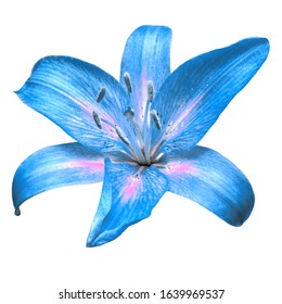 Flower head blue lily isolated on white background. Flat lay, top view  - Shutterstock ID 1639969537