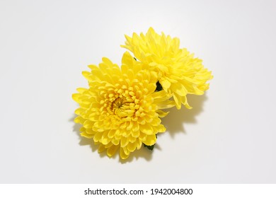 flower head of chrysanthemum in a white background