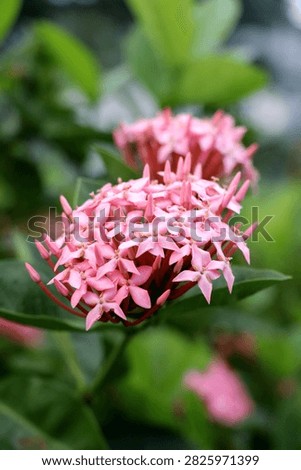 The flower head is a dense, rounded cluster (technically a corymb) composed of dozens of small, closely packed blooms