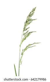 Flower head of meadow-grass isolated on white background