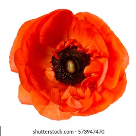 Flower Head. Poppy. Red Anemone Isolated On White Background