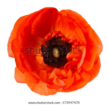Flower head. Poppy. Red anemone isolated on white background