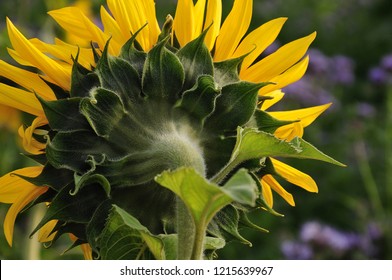 flower head of sunflower helianthus, backside with hairy sepals - Shutterstock ID 1215639967