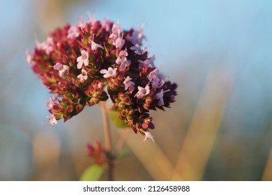 Flower Head Of Wild Marjoram