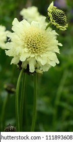 A Flower Head Of Yellow Scabius In Closeup