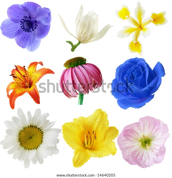 Flower Heads Collection Isolated On White Stock Photo 14640205 ...