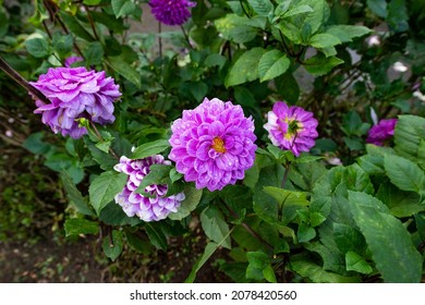 Flower Heads Of Dahlia With Water Drops On Its Beautiful Petals.