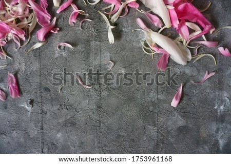 Similar – Garden flowers frame background with scissors