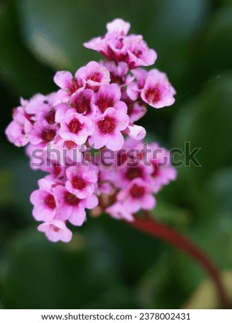Flower of a heart-leaved bergenia