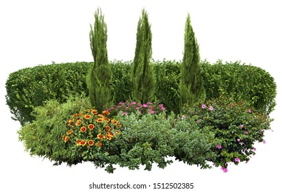 Flower Hedge Isolated On White Background. Garden Design. Flowering Shrub And Green Plants For Landscaping. Decorative Shrub And Boxwood Hedge. High Quality Cutout For Professional Composition.