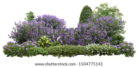 Flower Hedge isolated on white background. Garden design. Lilacs flowers and green plants for landscaping. High quality cutout for professional composition.