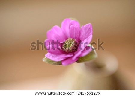 A flower of hepatica in single flower vase.