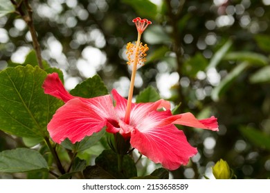 Flower Hibiscus rosa-sinensis, known colloquially as Chinese hibiscus, China rose, Hawaiian hibiscus, pink mallow and shoeshine plant, is a species of tropical hibiscus.