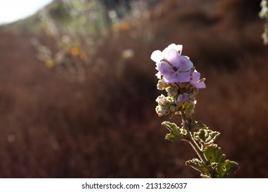 A Flower In The Hills Of Burbank, California.