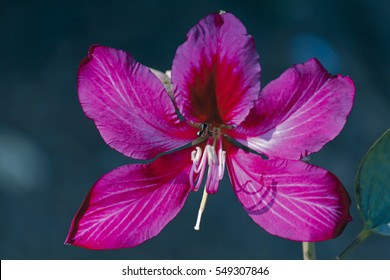 Flower of Hong Kong Orchid-Tree, Red-flowered bauhinia, Bauhinia x blakeana, Pune, Maharashtra, India
