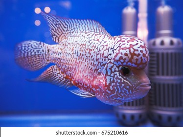 Flower horn cichlid fish, red cross breed fish big head shot beautiful aquarium fish in tank water on blue background