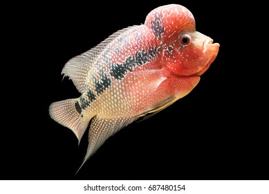 Flower horn is the colorful ornamental fish