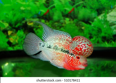Flower horn fish bigkok cichlid fish bighead short body beautiful aquarium fish in tank water on green screen background
