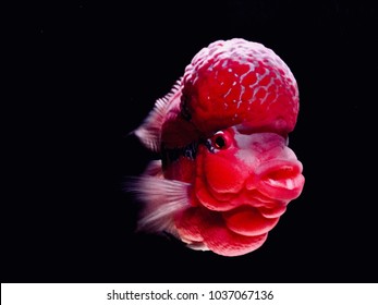 flower horn fish swimming in tank