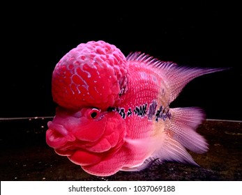 flower horn fish swimming in tank