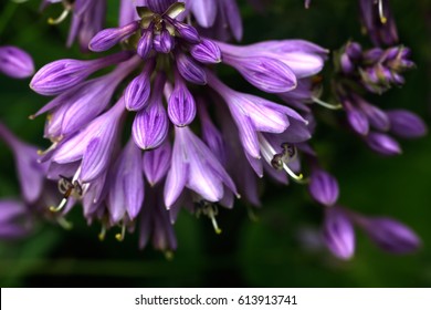 Flower Hosta Growing In The Summer Garden. 