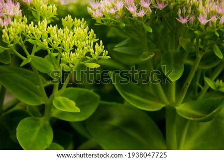 Flower Hylotephium spectable (Boreau) H. Ohba in the garden