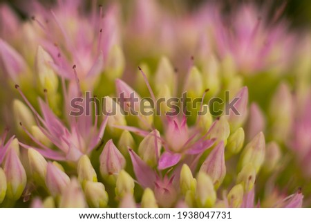 Flower Hylotephium spectable (Boreau) H. Ohba in the garden