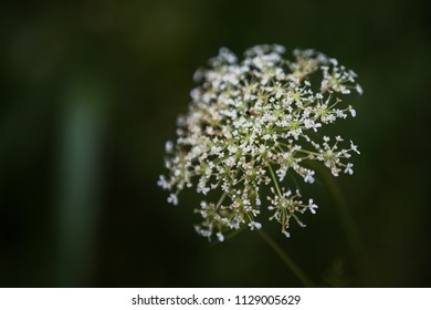 A Flower In Ijam Nature Center In Knoxville,Tenneesee.