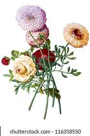 flower illustration - Shutterstock ID 116358550