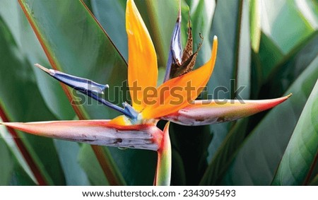 The flower in the image you sent me is a Bird of Paradise. It is a beautiful and exotic flower that is native to South Africa.