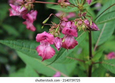 Flower of impatiens Glandulifera in spring