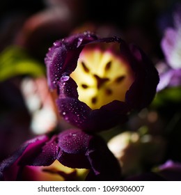 Flower with inner warm light