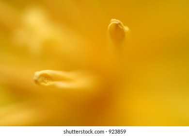 Flower inside