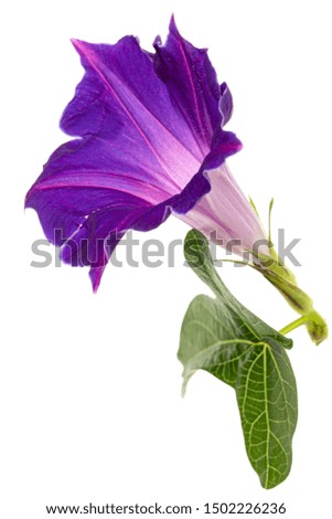 Similar – Image, Stock Photo Clematis | tendril to the sky.