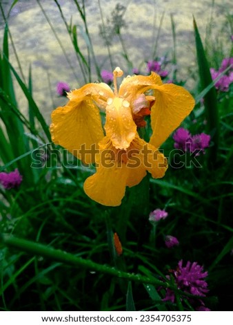 Flower of Iris pseudacorus, known as Yellow Flag, Fleur-de-luce, Dragon Flower, Shalder or Bandeira-branca, with rain drops on petals, in front of the river water and purple clover.