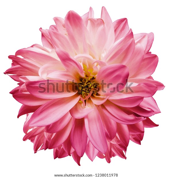 Flower Isolated Pink Dahlia On White Stock Photo 1238011978 Shutterstock Flower Isolated Pink Dahlia On White Stock Photo 1238011978 Shutterstock